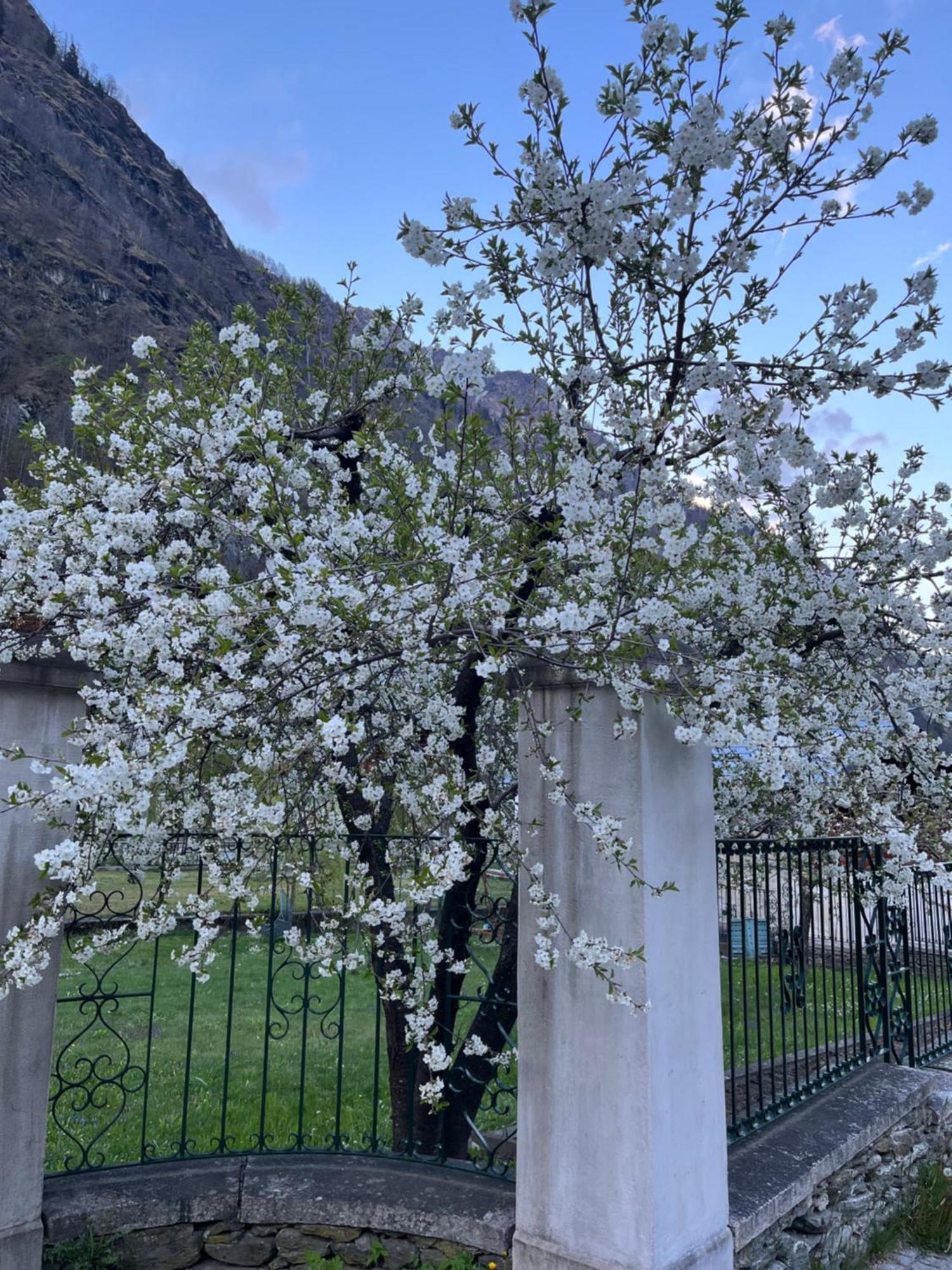 L'Aria Di Casa Panzió Alagna Valsesia Kültér fotó
