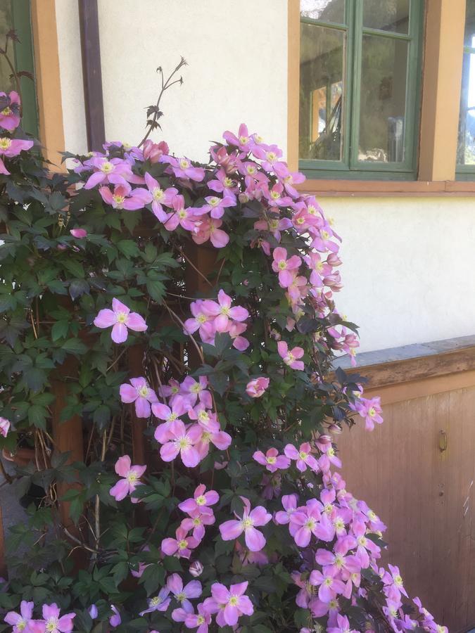 L'Aria Di Casa Panzió Alagna Valsesia Kültér fotó